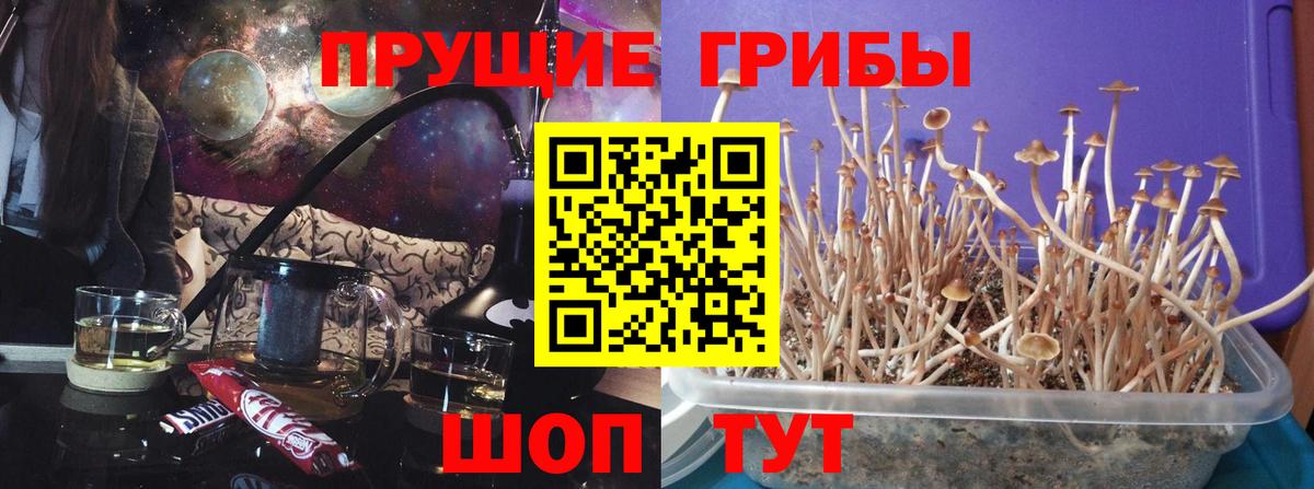 Псилоцибиновые грибы мицелий Алексеевка